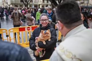 Las mejores imágenes de la bendición de animales de San Antón en Amoradí 2026 están aquí