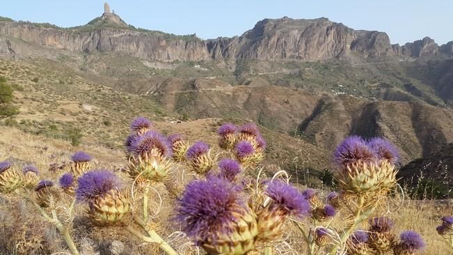 Recogida de flor de cardo