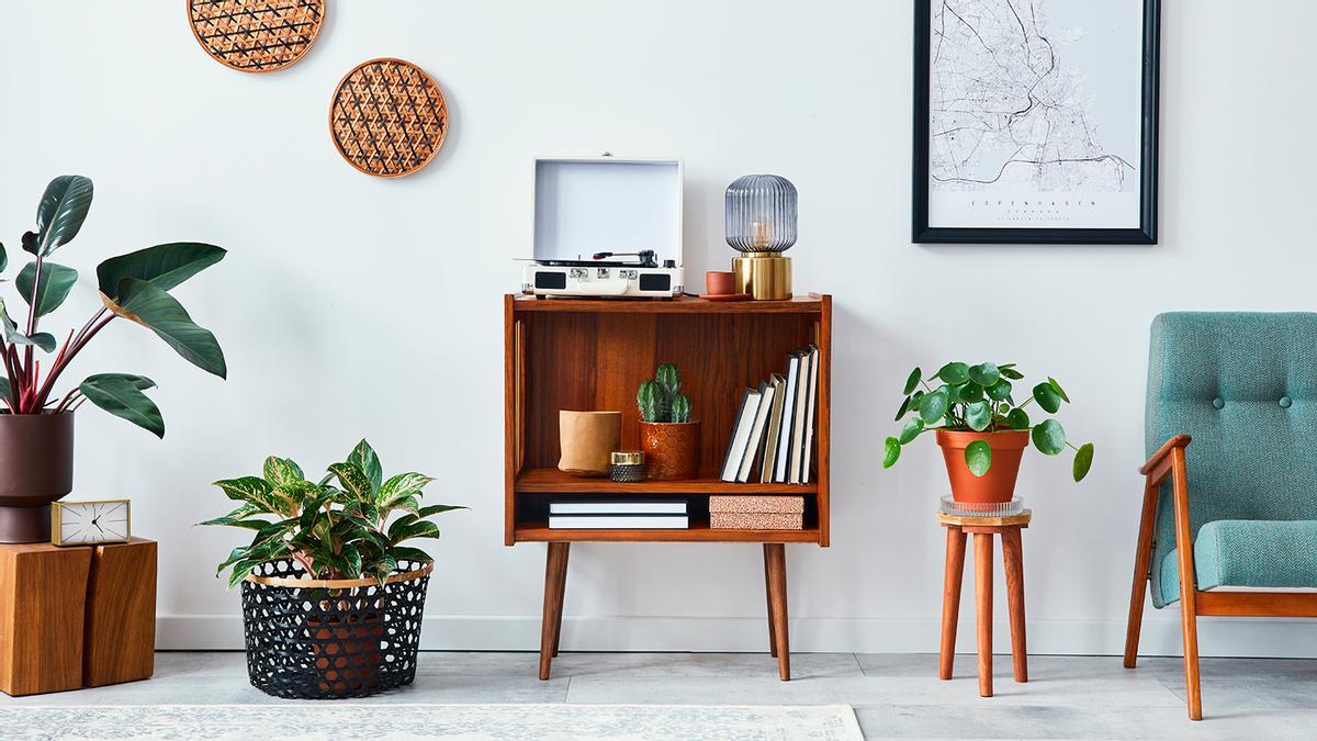 La planta de interior que te rejuvenece y te ayuda a estar sano