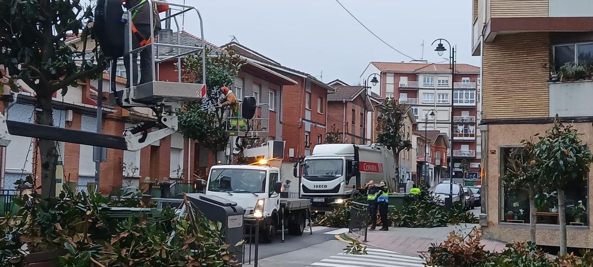 Un momento de las labores de poda.