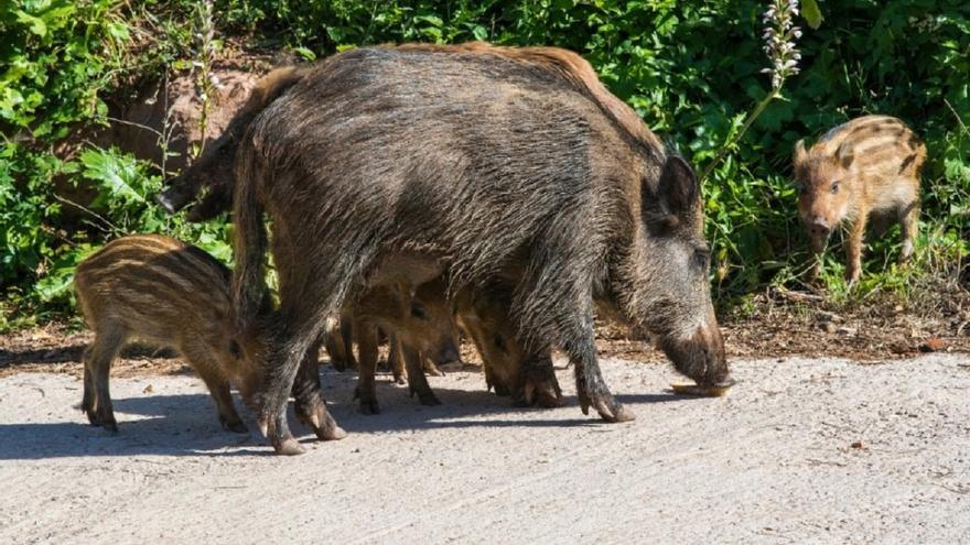 Burriana plantea procesar en mataderos la carne de jabalís cazados en la provincia para combatir su sobrepoblación