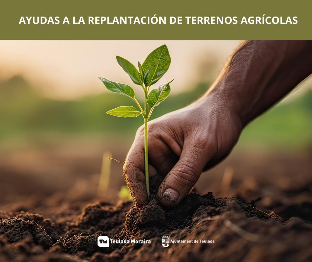 Las ayudas para replantar en terrenos agrícolas de Teulada Moraira