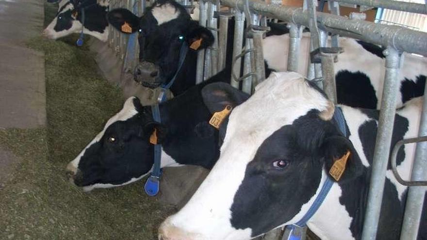 Vacas de leche en una explotación zamorana.
