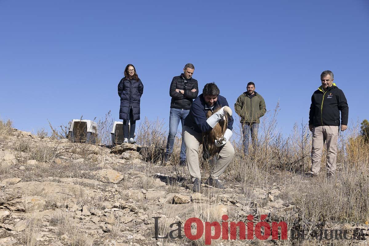 Suelta de dos buitres leonados en la Sierra de Mojantes en Caravaca