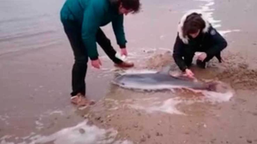 Dos jóvenes atienden al animal varado en Xagó el pasado domingo.