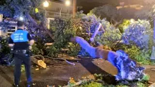 Otro árbol se desploma de repente en Santa Cruz de Tenerife