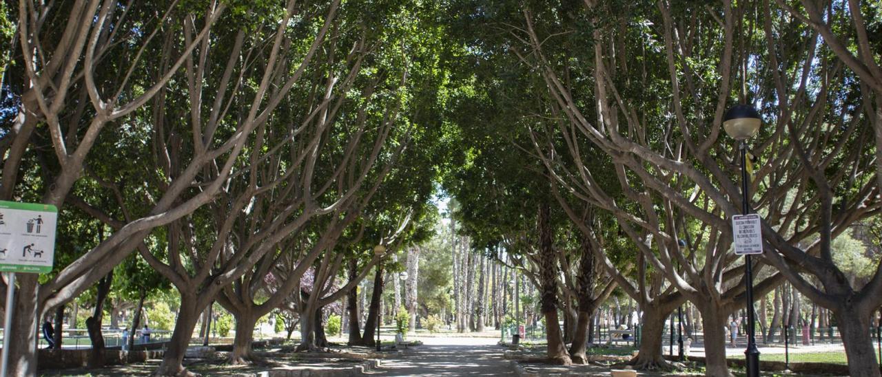 La mayor densidad de arbolado del casco urbano de Alzira se concentra en el Parc de l’Alquenència, la zona verde más extensa. | PERALES IBORRA