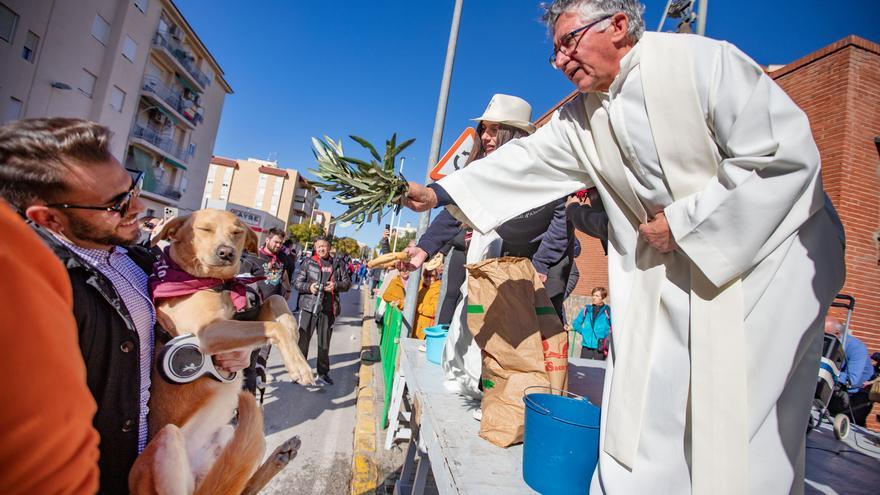 Romería y Bendición de animales en San Antón de Elche