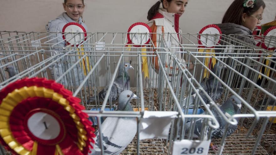 Antigua edición de las jornadas de palomas mensajeras.