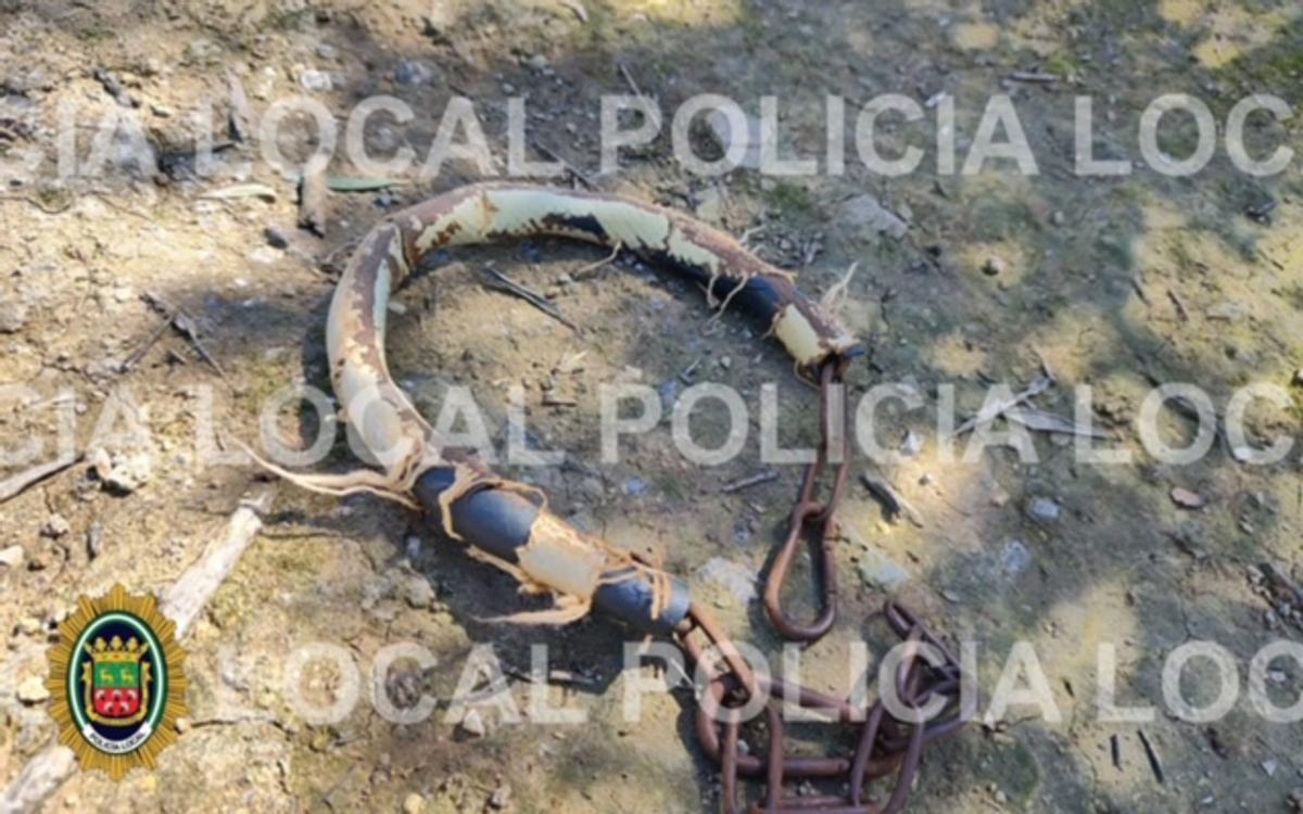 El collar con el que estaba atado el animal liberado por la Policía Local de Cabra.
