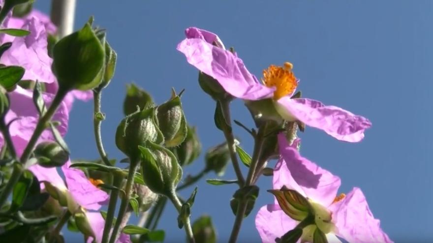 Imagen de archivo de un ejemplar de jara de Cartagena en flor.