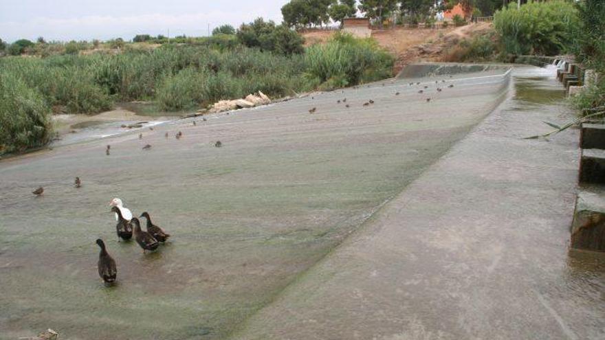 Patos en el Azud de la Contraparada