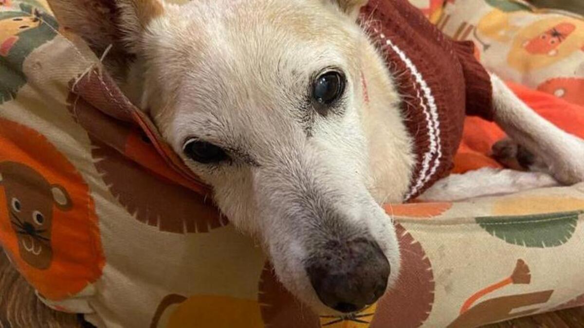 Cuidados para un perro mayor.