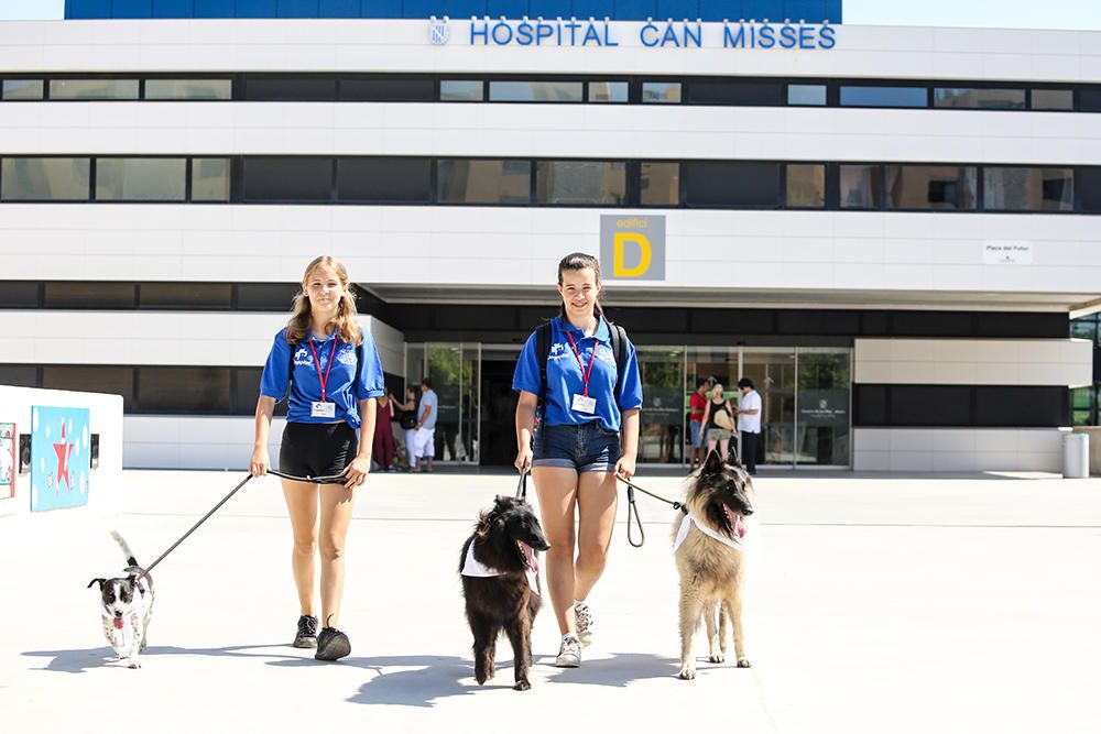 El hospital de Ibiza abre la puerta a los perros.