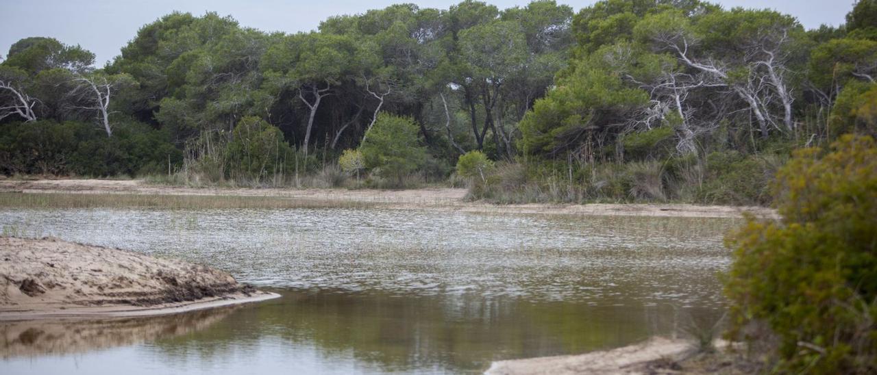 Malladas recuperadas en el Parc Natural de l’Albufera. | FERNANDO BUSTAMANTE