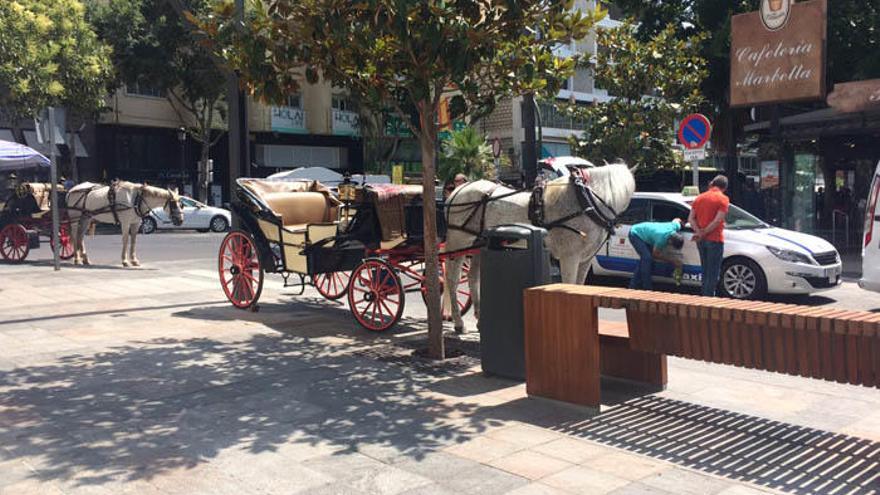 Coches de caballos estacionados en la calle Miguel Cano.