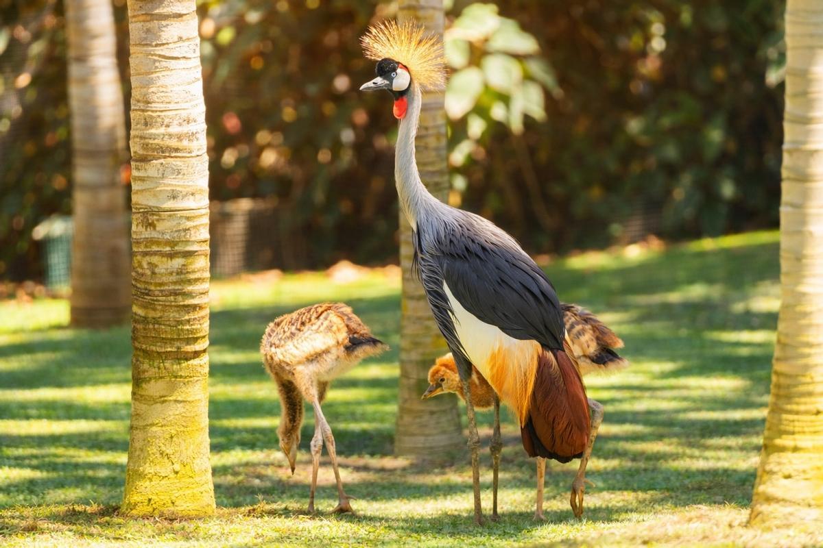 La grulla coronada gris africana