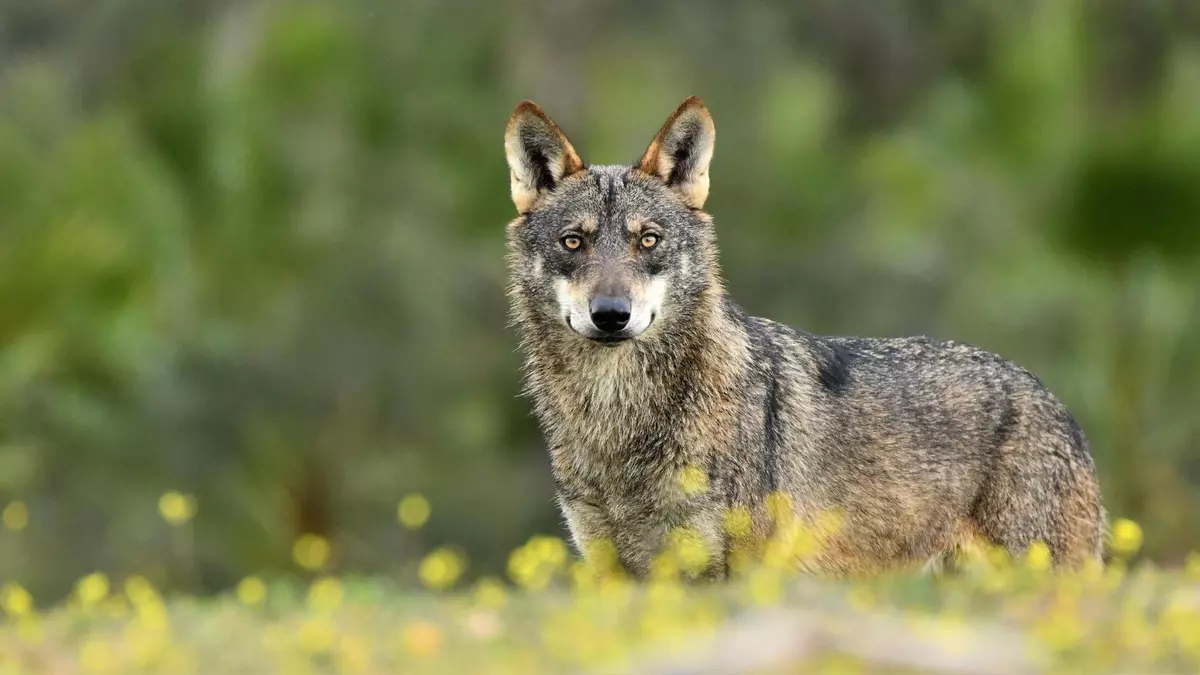 El Constitucional estudiará en las próximas horas el recurso del Defensor del Pueblo contra la caza del lobo