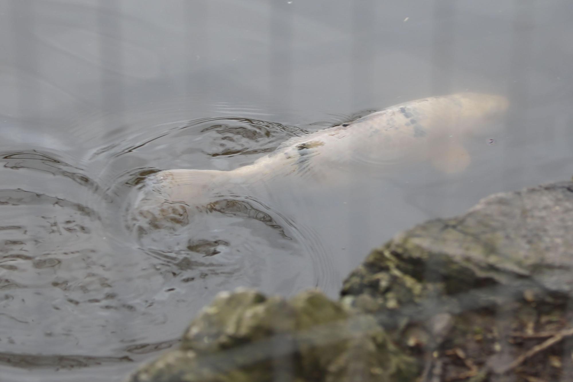 En imágenes: los dragados obligan a trasladar los peces del parque de Isabel la Católica