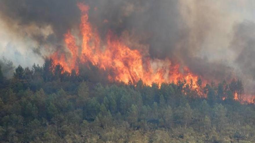 El fuego calcina el pinar en la zona de La Raya, en Latedo (Zamora)