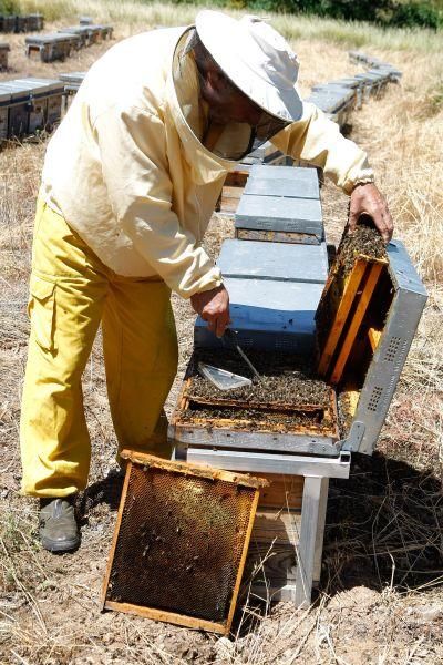 Colmenas con abejas muertas en San Vitero