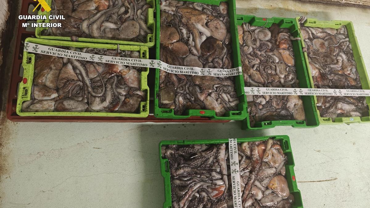 La Guardia Civil interviene más de 150 kilos de pulpo en A Coruña.