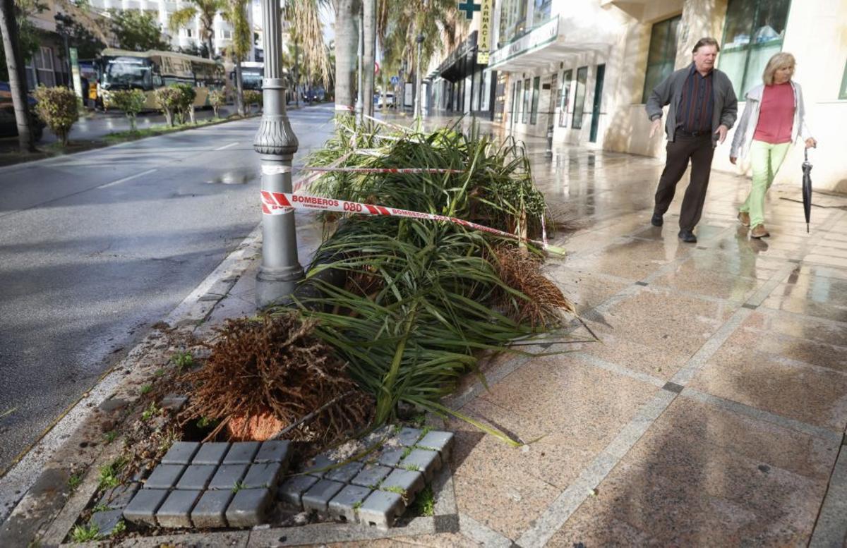 Una mujer murió la pasada semana al caerle un árbol en Torremolinos. | EFE