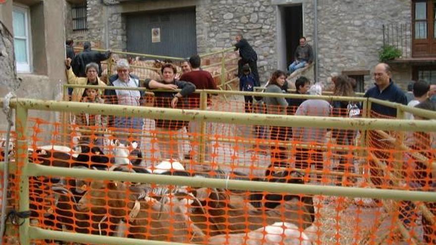 Les fires de Guardiola i Bagà veuran exposicions de bestiar