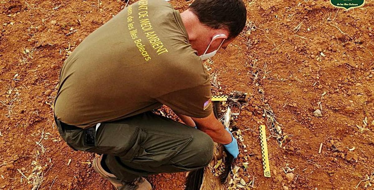 Un agente de Medio Ambiente retirando el milano. | GOIB