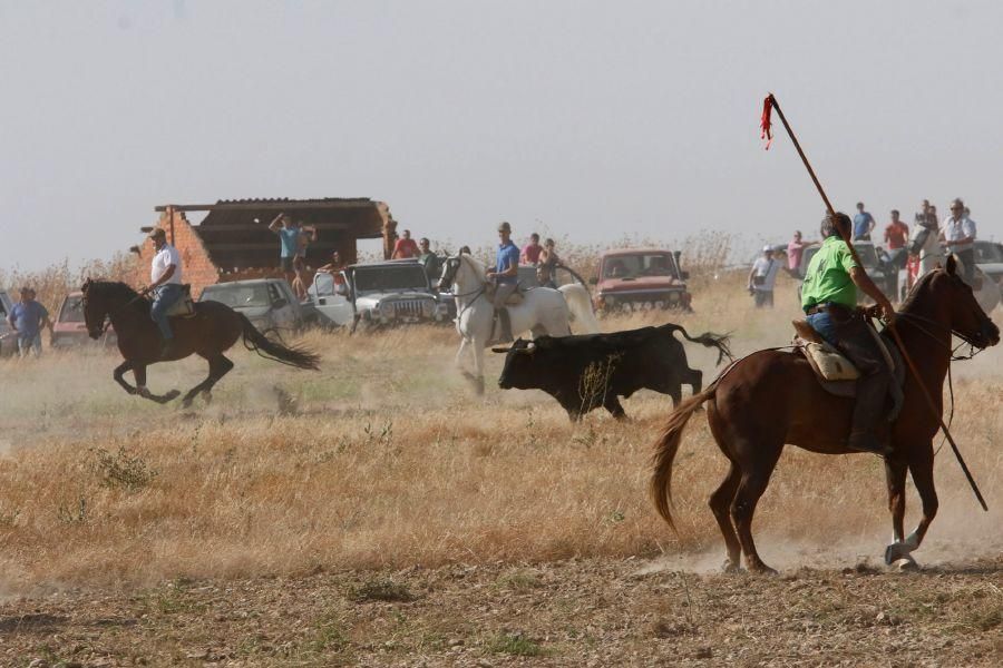 Fiestas en Zamora: Encierro en Villalpando