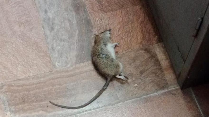 La Guardia Civil de Mijas denuncia una plaga de ratas en el cuartel