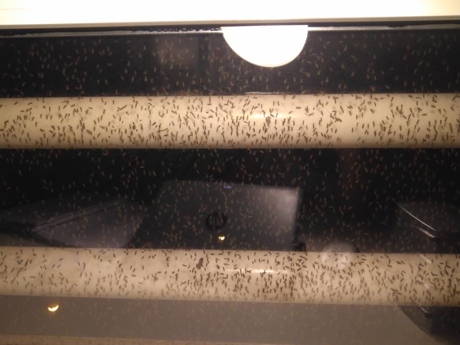 Una vecina de la zona ha mandado estas fotos de su vivienda en Urbanova, con las ventanas infestadas de mosquitos