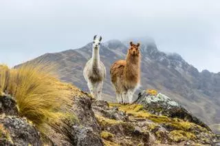 Qué ver en Cusco: una ruta por la ciudad inca, sus barrios y sus grandes monumentos