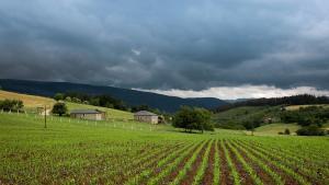 Campo de cultivo sembrado y actividad agrícola en un pueblo de Asturias.