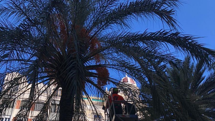 Arranca la poda de 350 palmeras de València