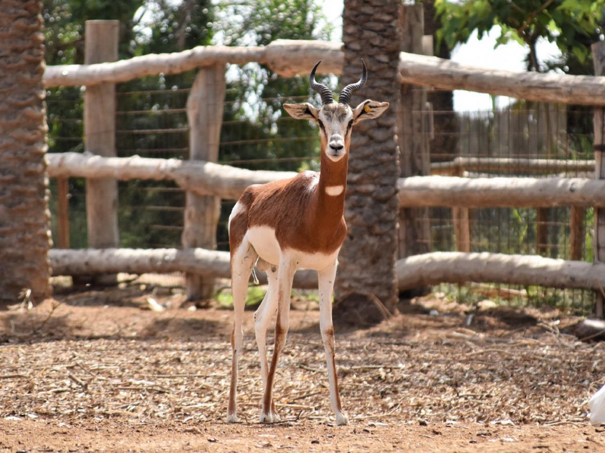 Ejemplar de gacela dama asentado en Río Safari, en Elche