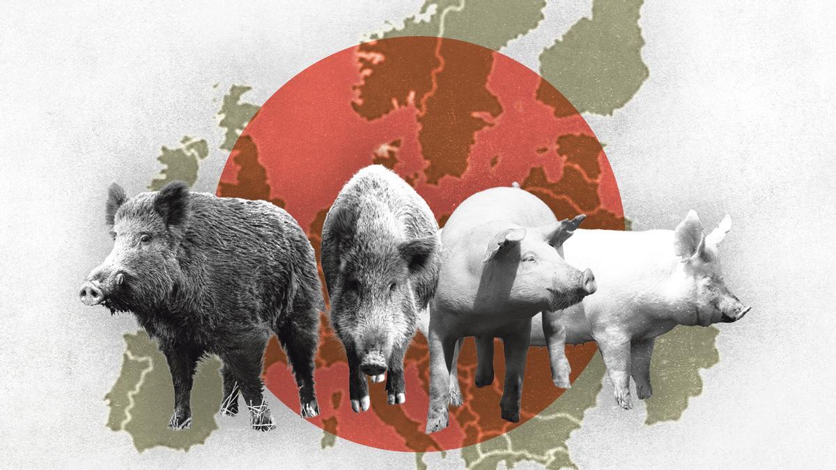 La encrucijada del gochu asturcelta, entre la amenaza de extinción por la peste y la tabla de salvación de los embriones