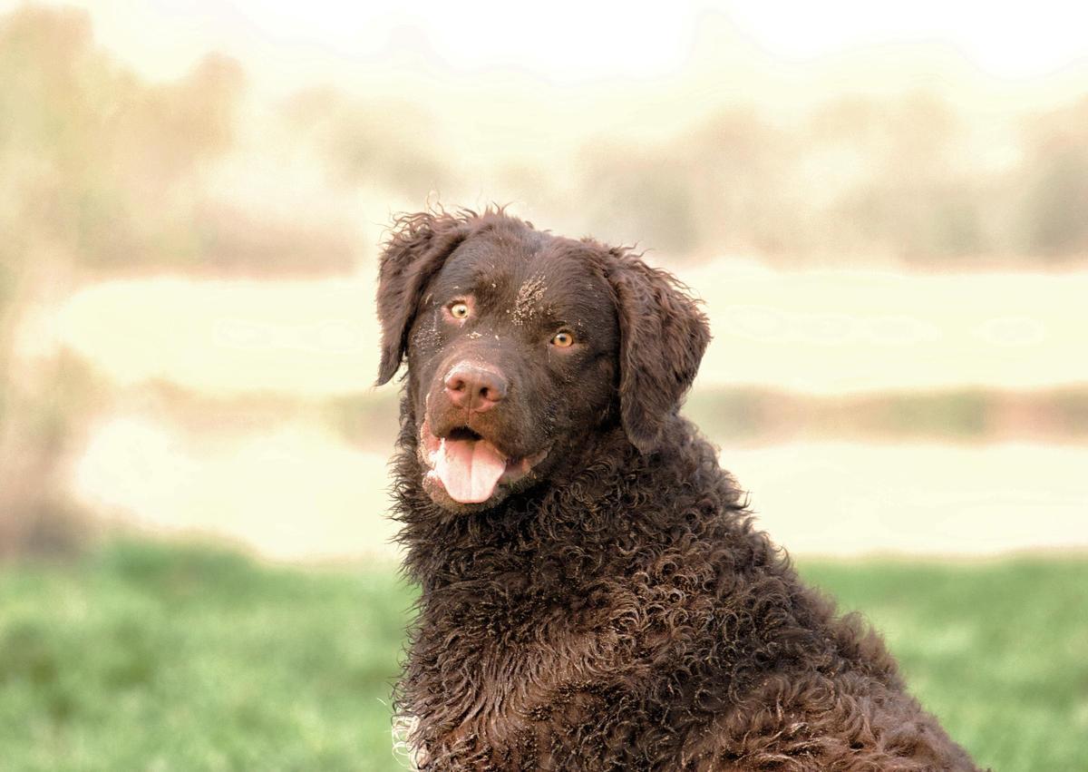 Los Retriever de Pelo Rizado son unos perros cobradores muy populares en Reino Unido