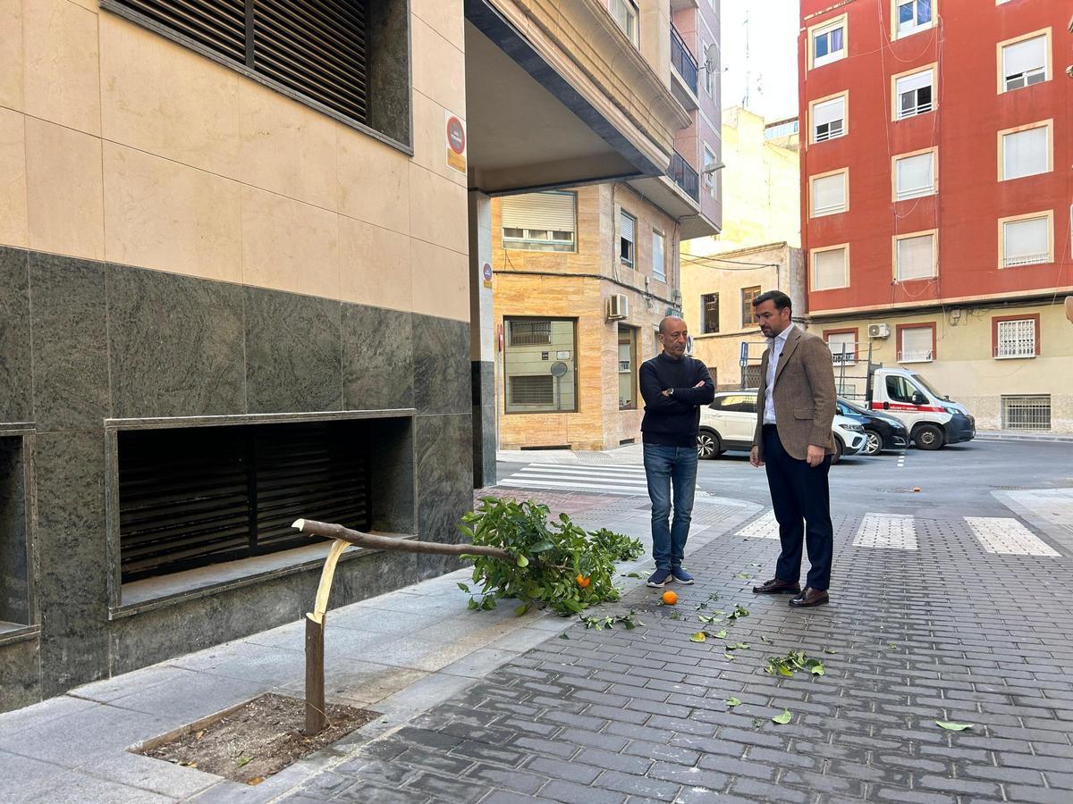 Uno de los naranjos talados con un serrucho por la parte baja en una calle de Elche