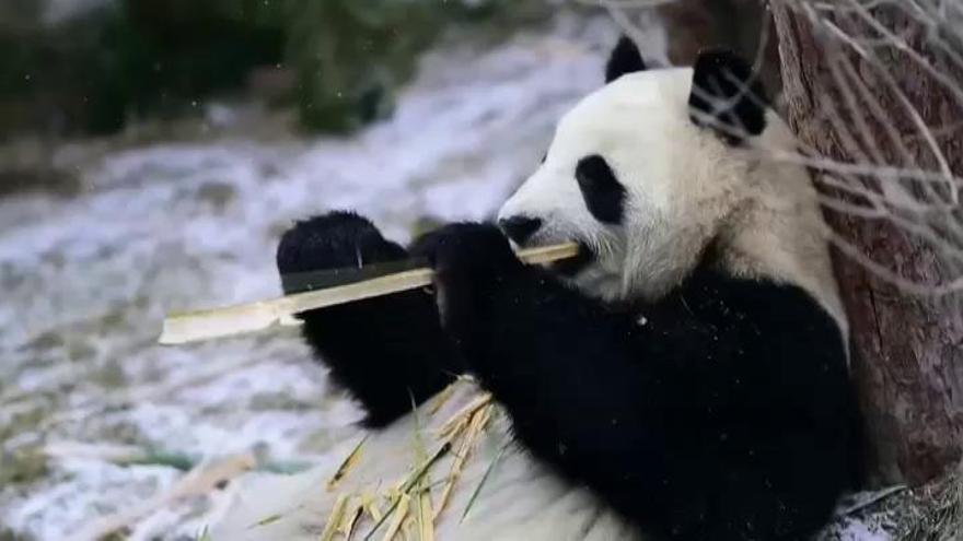 Dos osos panda disfrutan de la nieve y el bambú en China