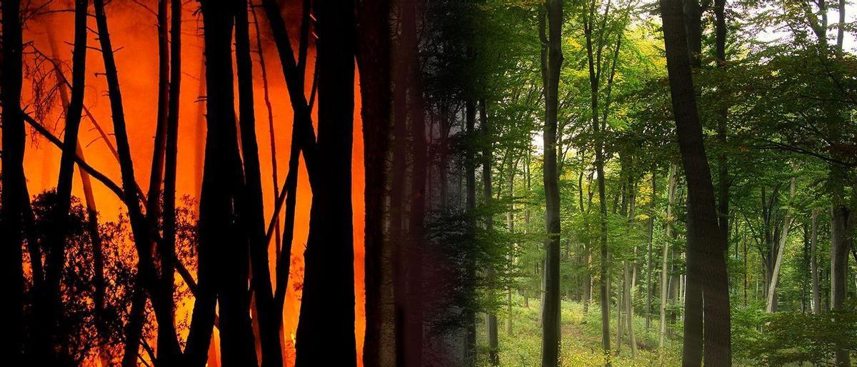 Galícia estrenarà abans de l’estiu els seus dos primers tallafocs d’última generació