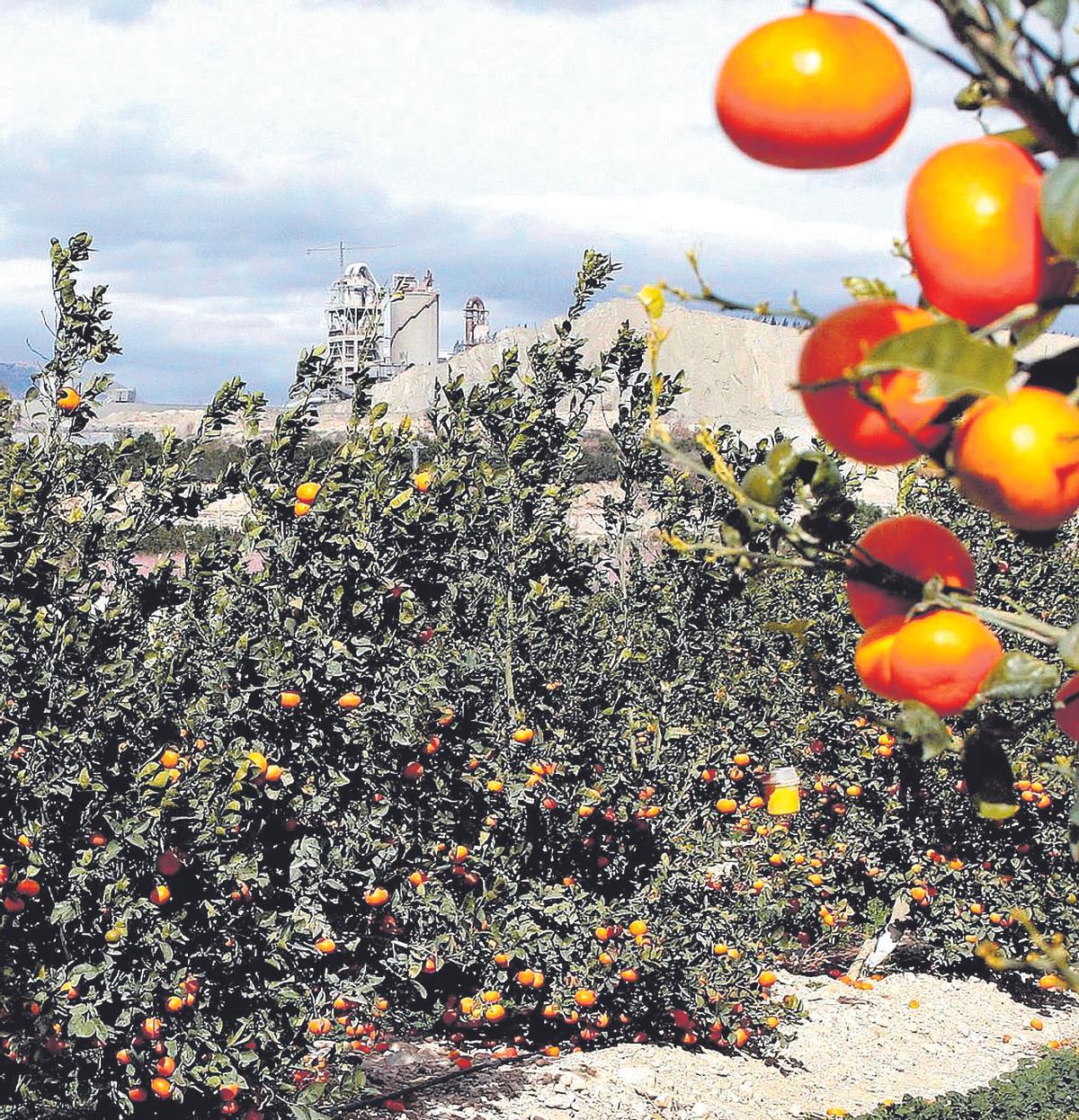Cultivo de cítricos en terrenos recuperados por Cemex en su cantera de Alicante