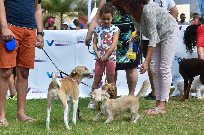 II Feria de mascotas, en Maspalomas