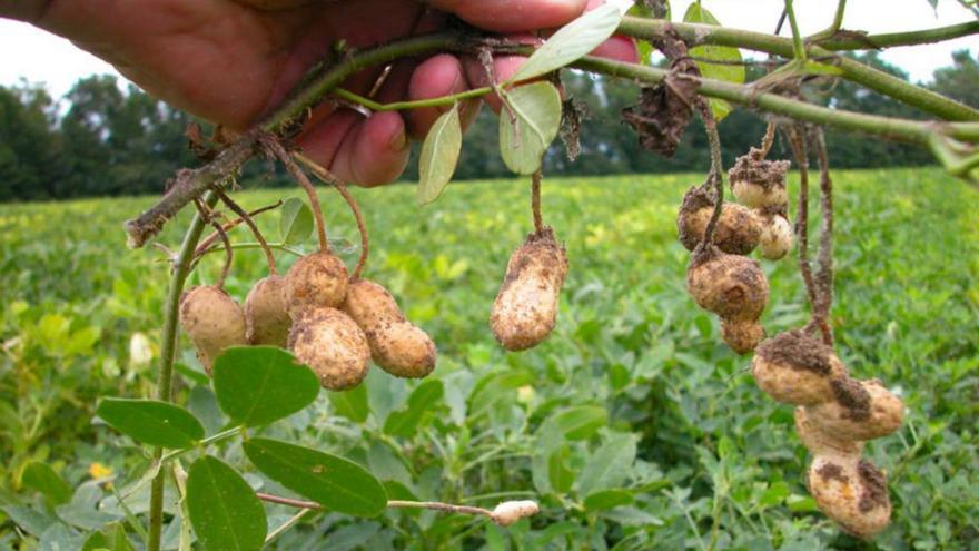 Planta del cacahuete, legumbre que puede causar alergia.   | // FDV