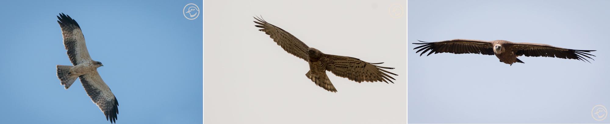 Birding en el Alto Turia