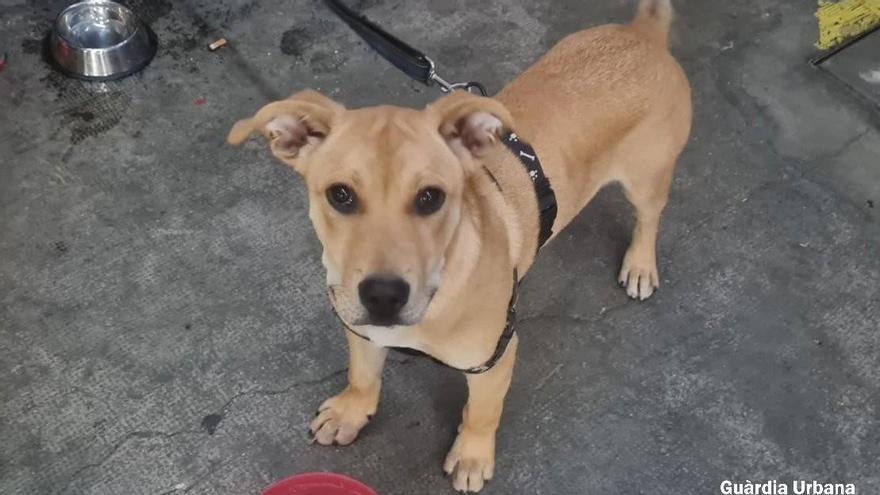 Cachorro rescatado por la Guardia Urbana de Barcelona