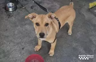 La Guardia Urbana de Barcelona rescata a un cachorro maltratado por su dueño