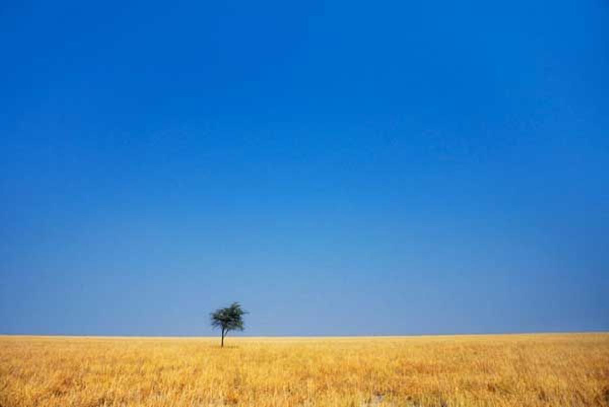 Muchos conocen a Botswana con el sobrenombre de la &quot;llanura africana&quot;.