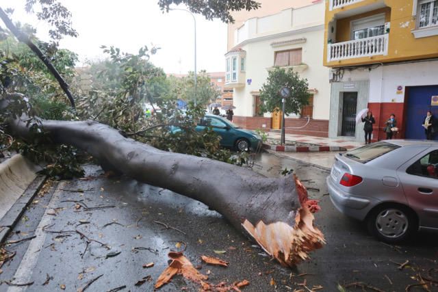 Las incidencias de la borrasca Ana en Málaga