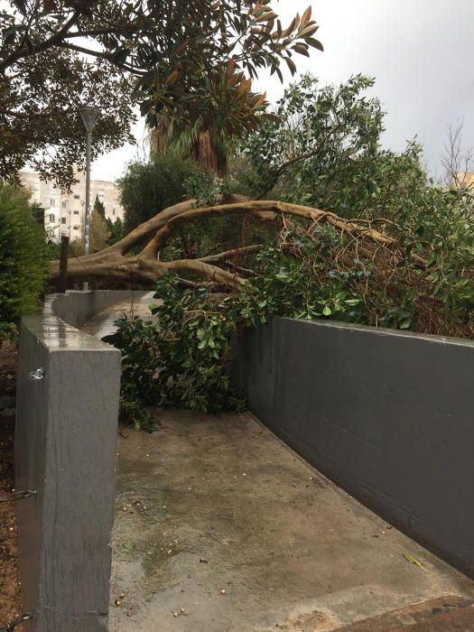 Árbol caído en el parque de la Paz.